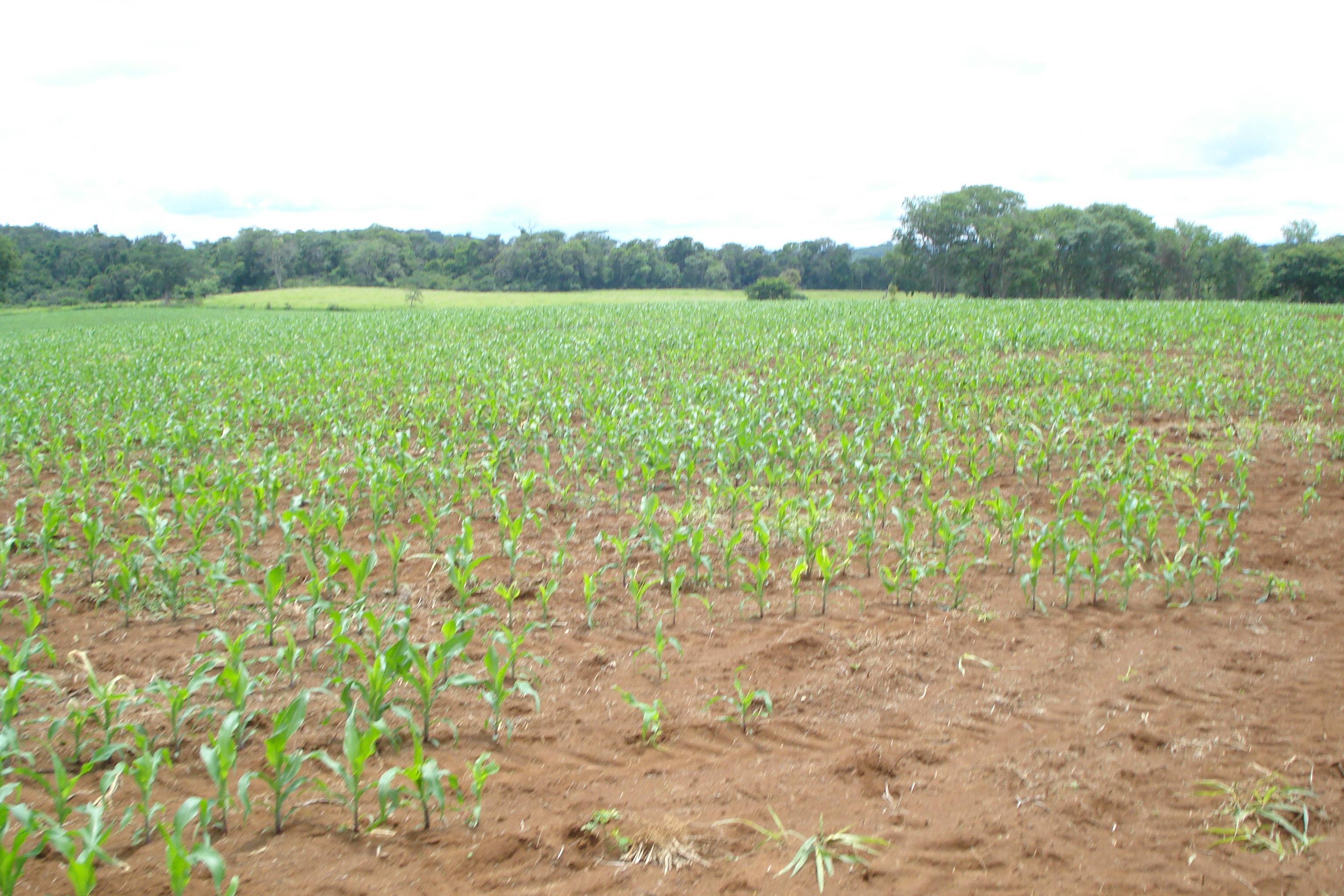 F-61 Fazenda 25 hectares Pedro Leopoldo MG