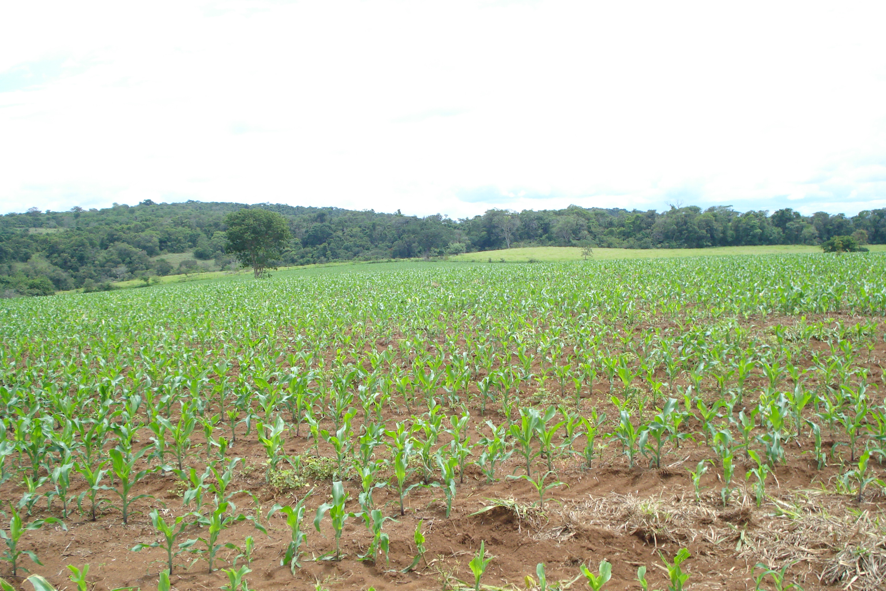 F-61 Fazenda 25 hectares Pedro Leopoldo MG