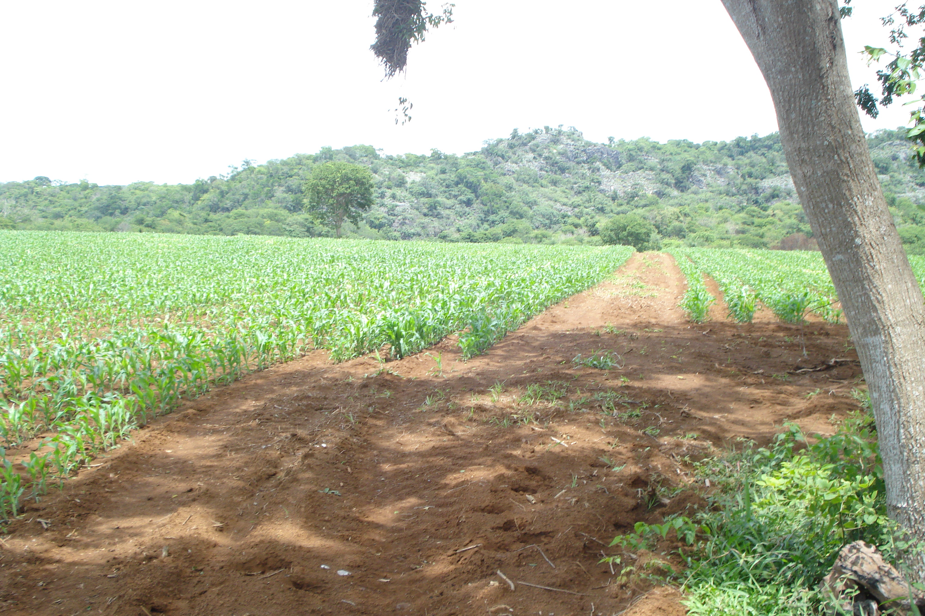 F-61 Fazenda 25 hectares Pedro Leopoldo MG