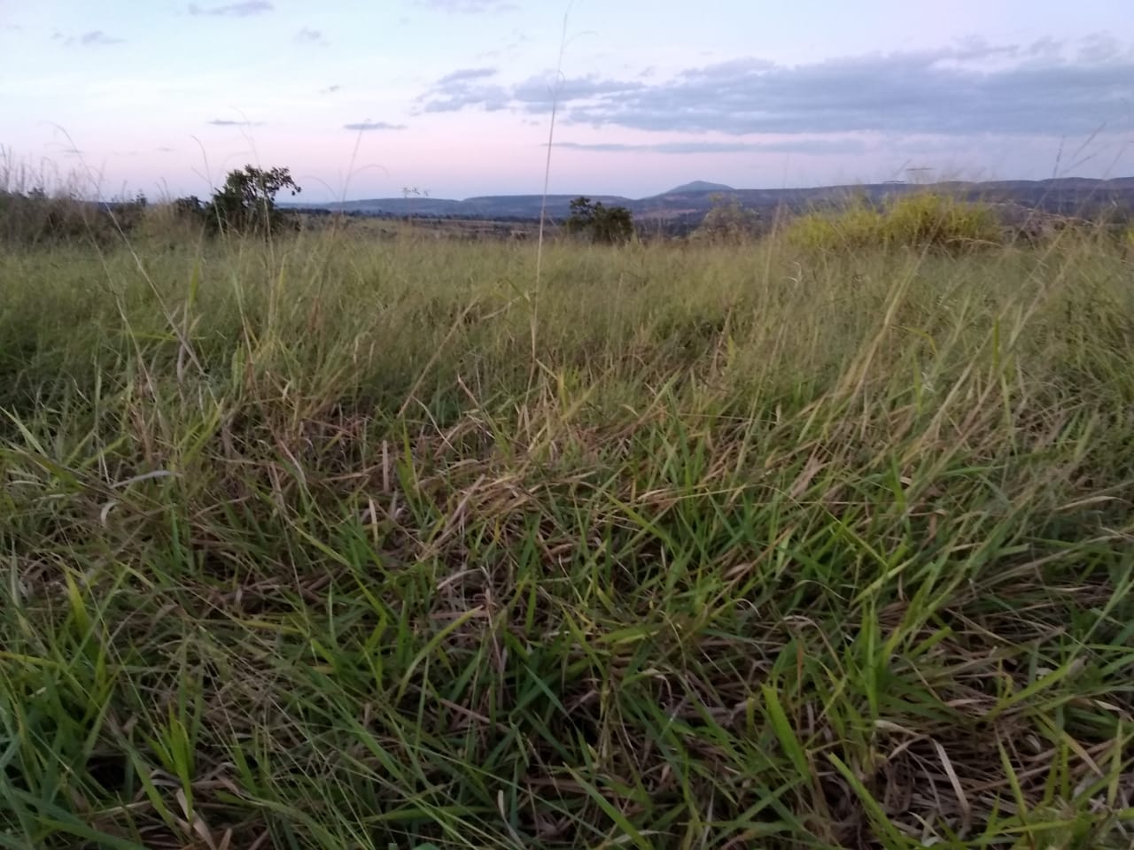 F-65 Fazenda Curvelo 830 HA