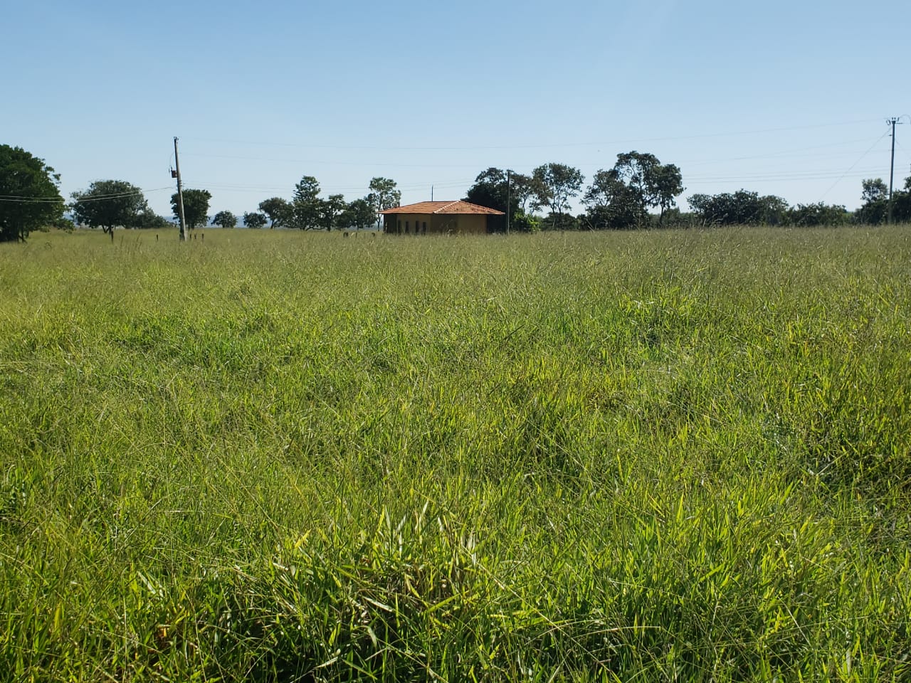 F-62 FAZENDA CURVELO 230 HA