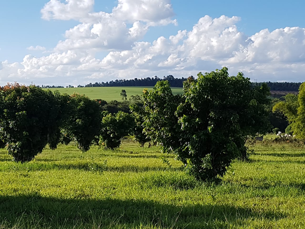 F-63 FAZENDA PARAOPEBA 238 HA