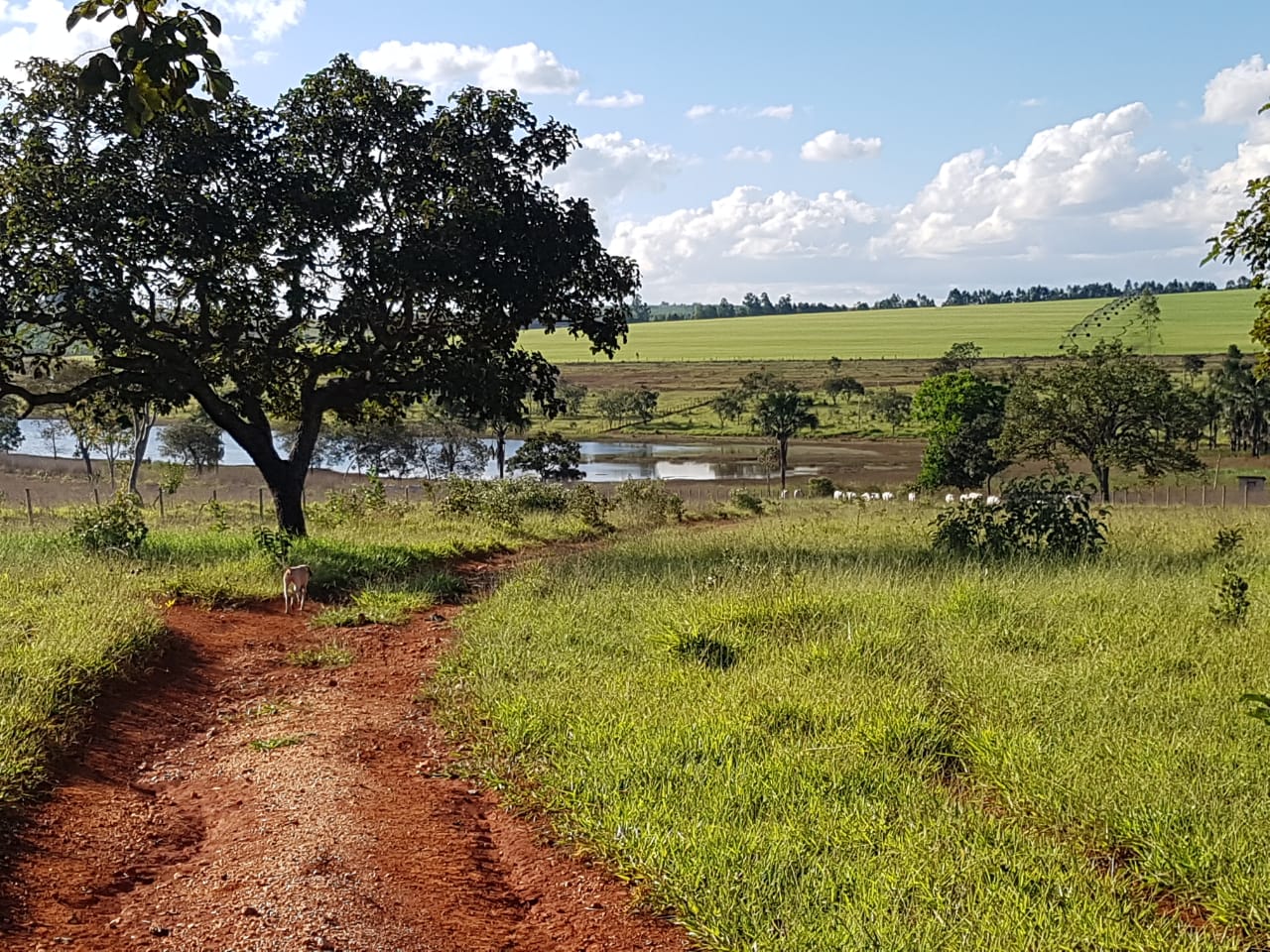 F-63 FAZENDA PARAOPEBA 238 HA