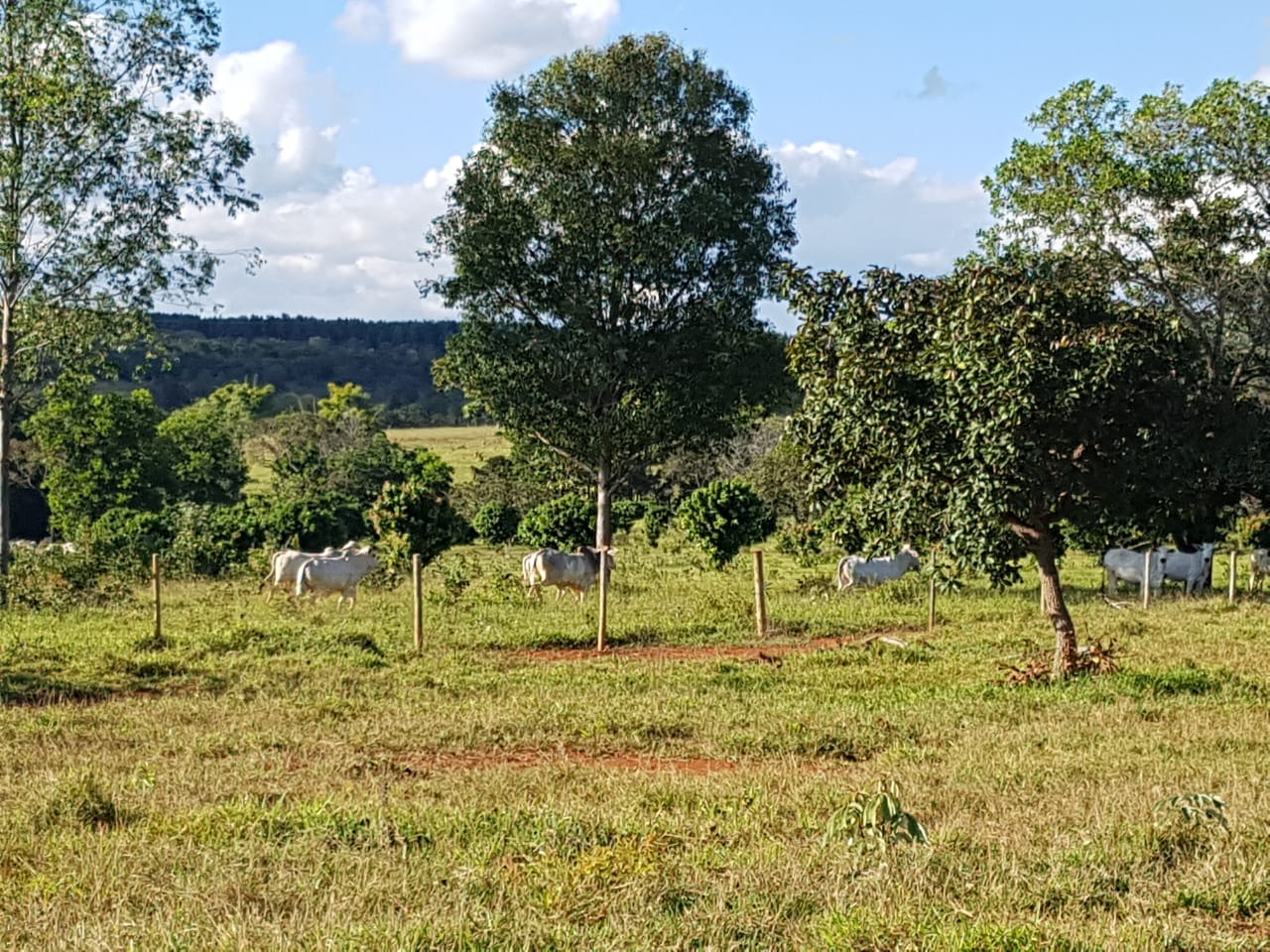 F-63 FAZENDA PARAOPEBA 238 HA