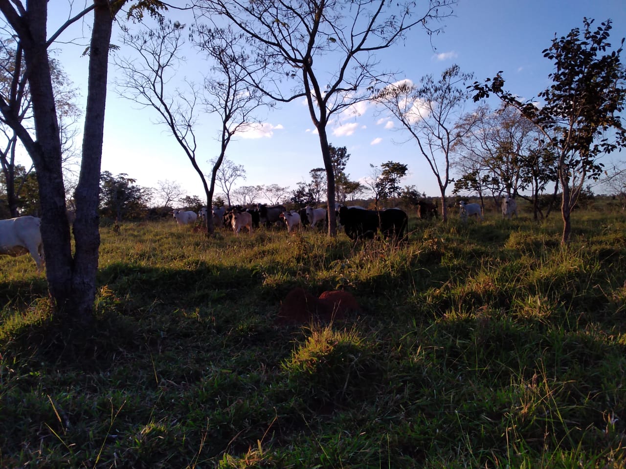 F-65 Fazenda Curvelo 830 HA