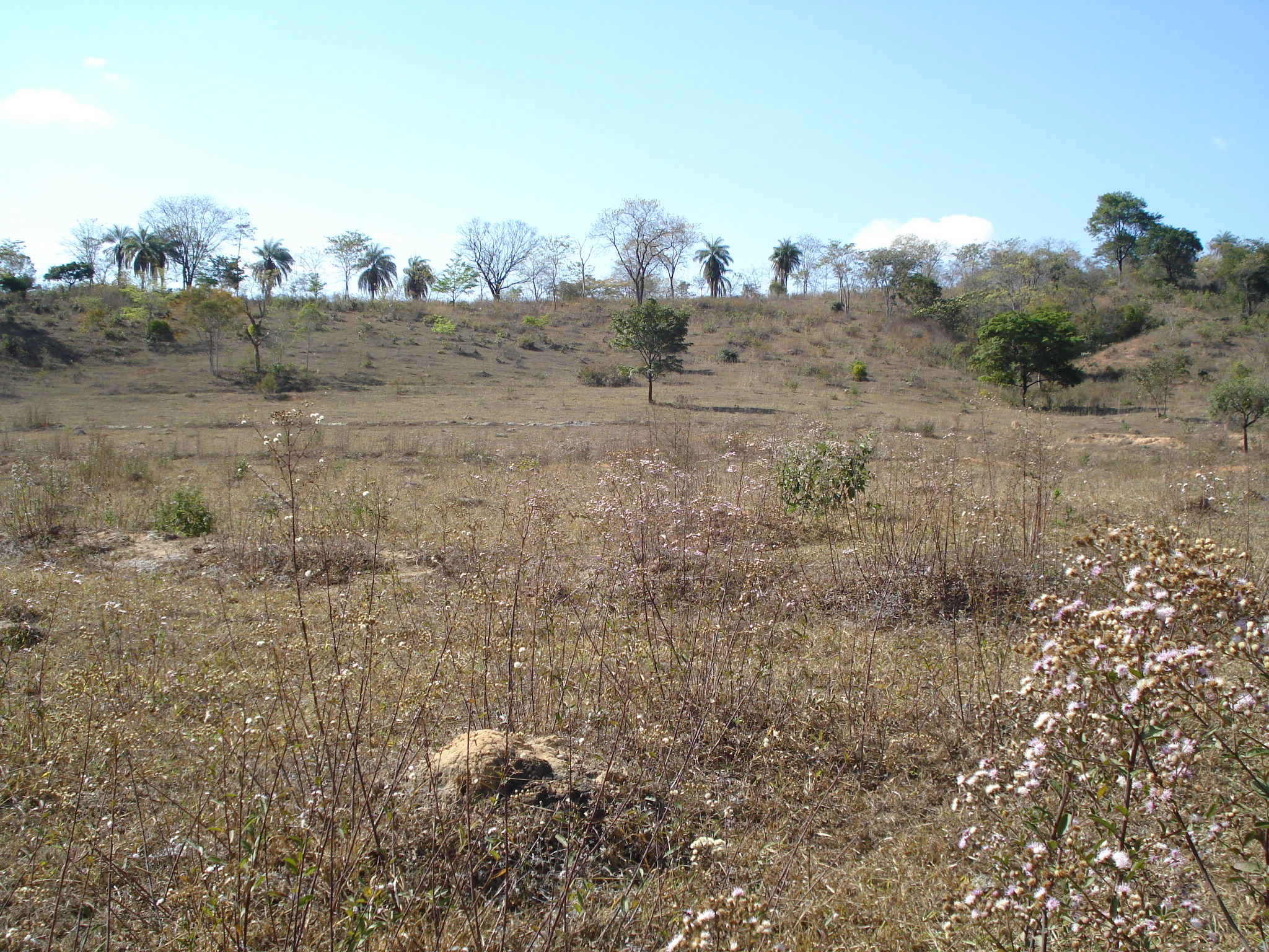 F-71 Fazenda 110ha Matozinhos MG