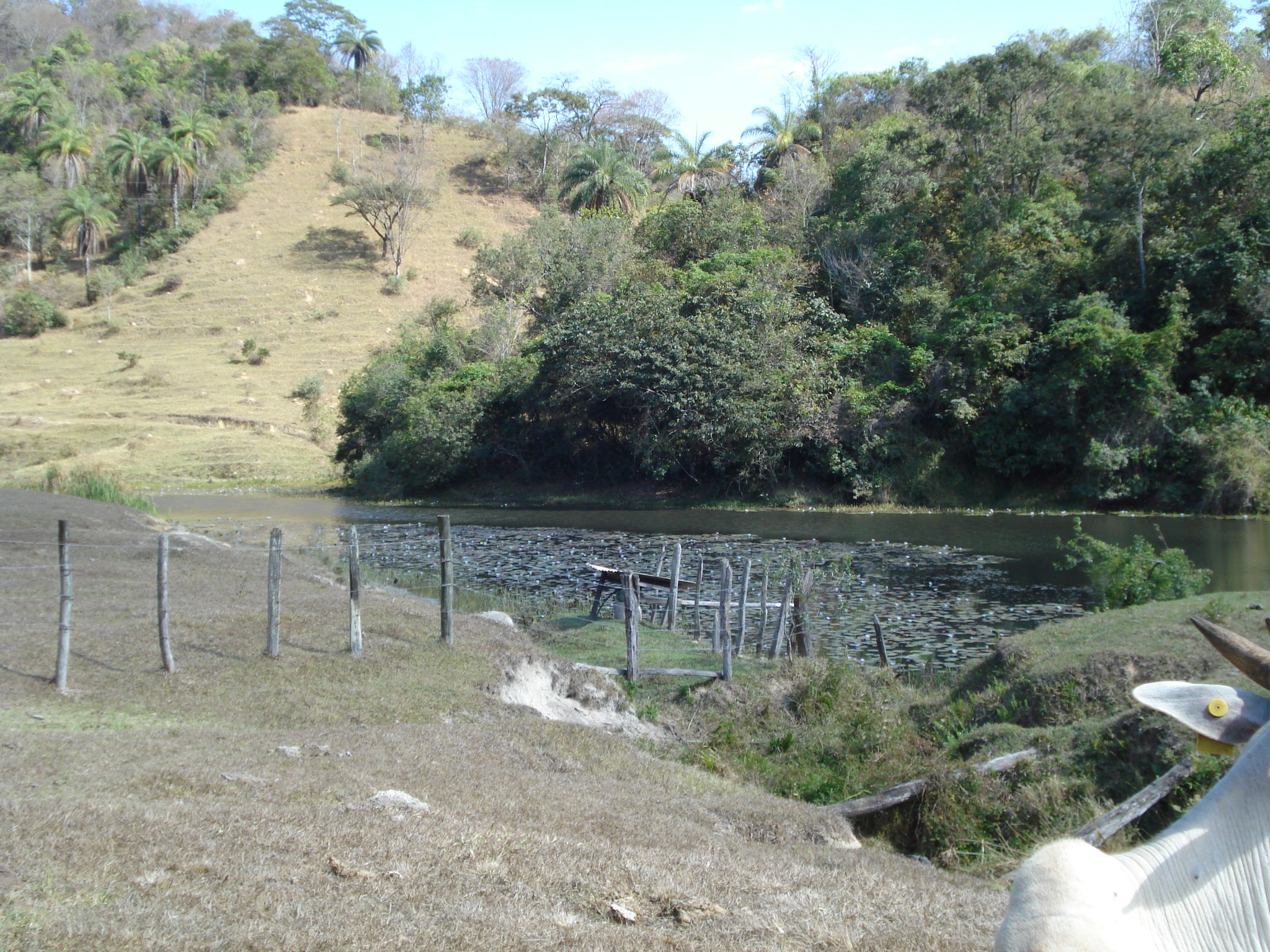 F-71 Fazenda 110ha Matozinhos MG