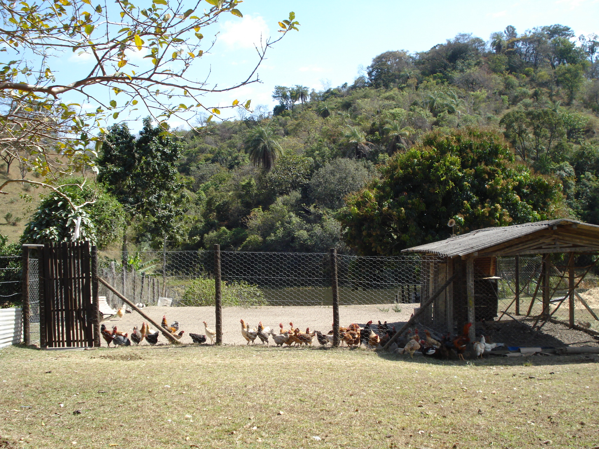 F-71 Fazenda 110ha Matozinhos MG