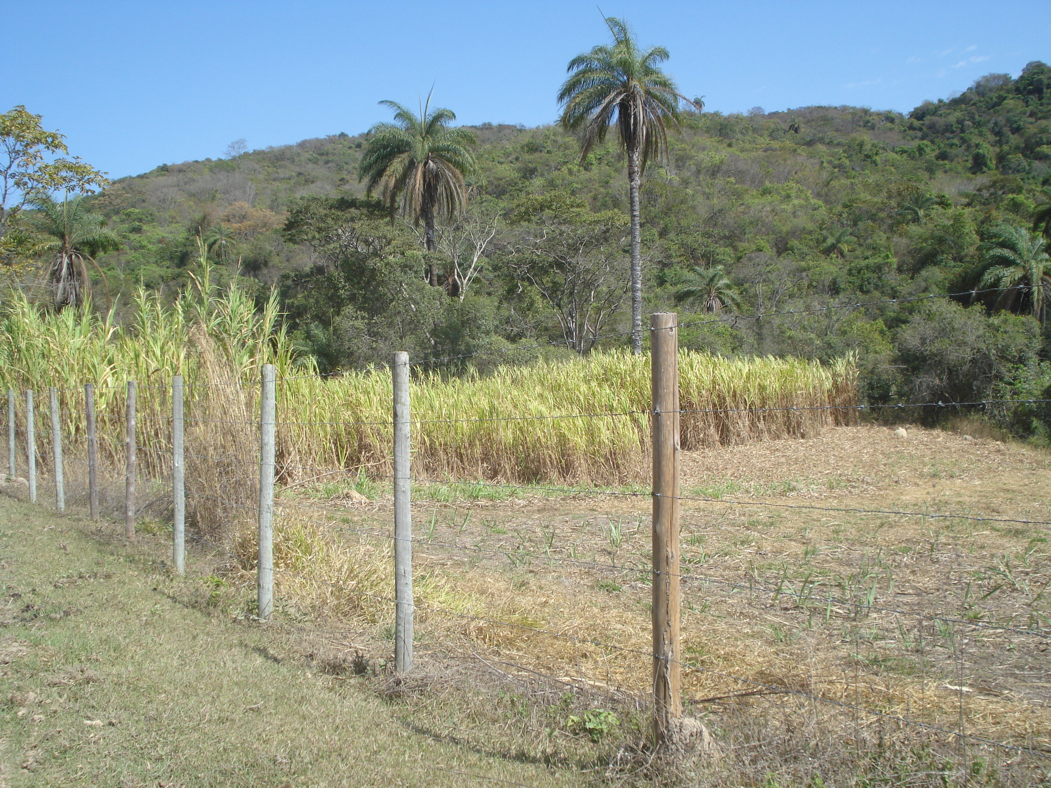 F-71 Fazenda 110ha Matozinhos MG