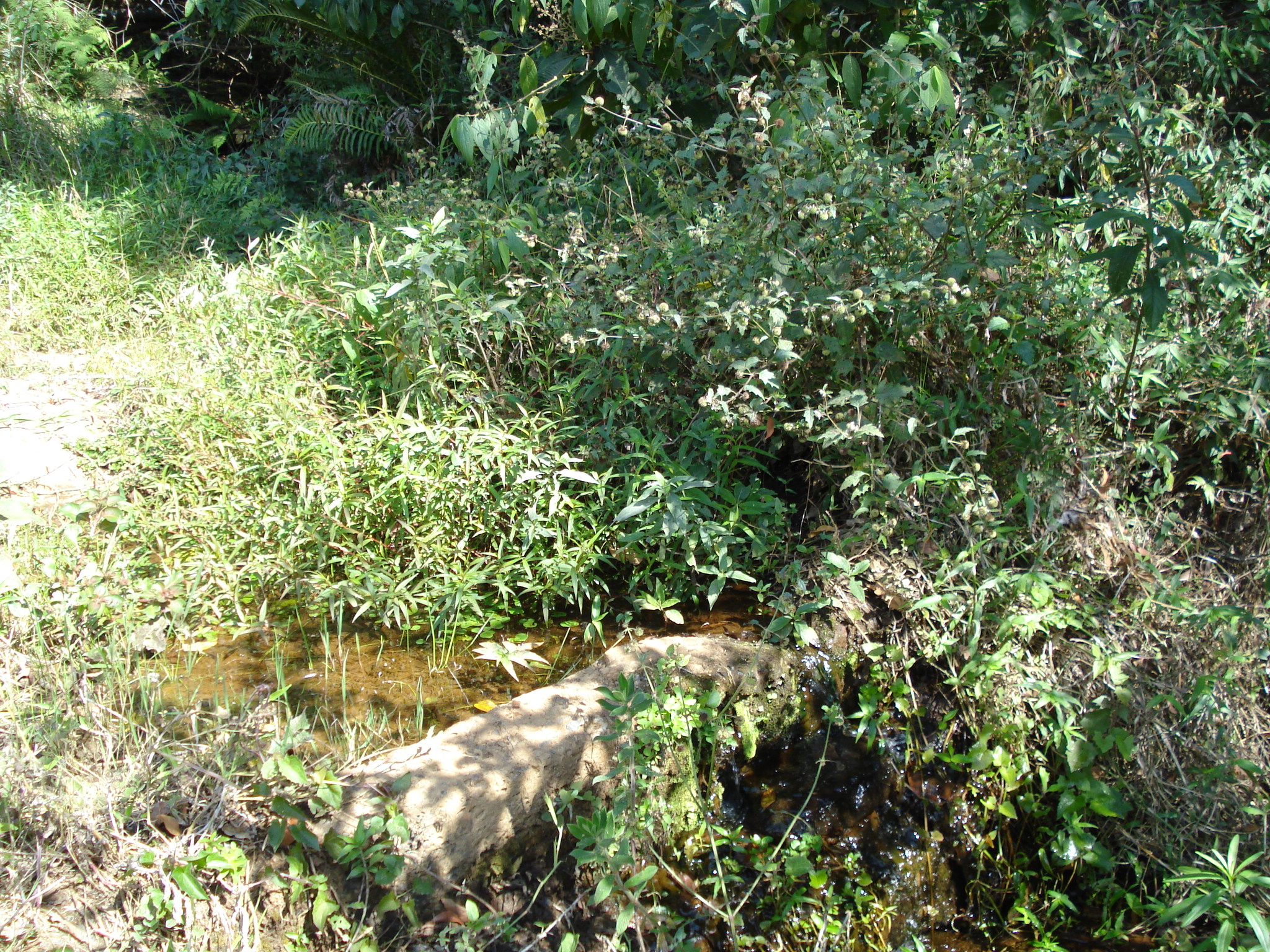 F-71 Fazenda 110ha Matozinhos MG