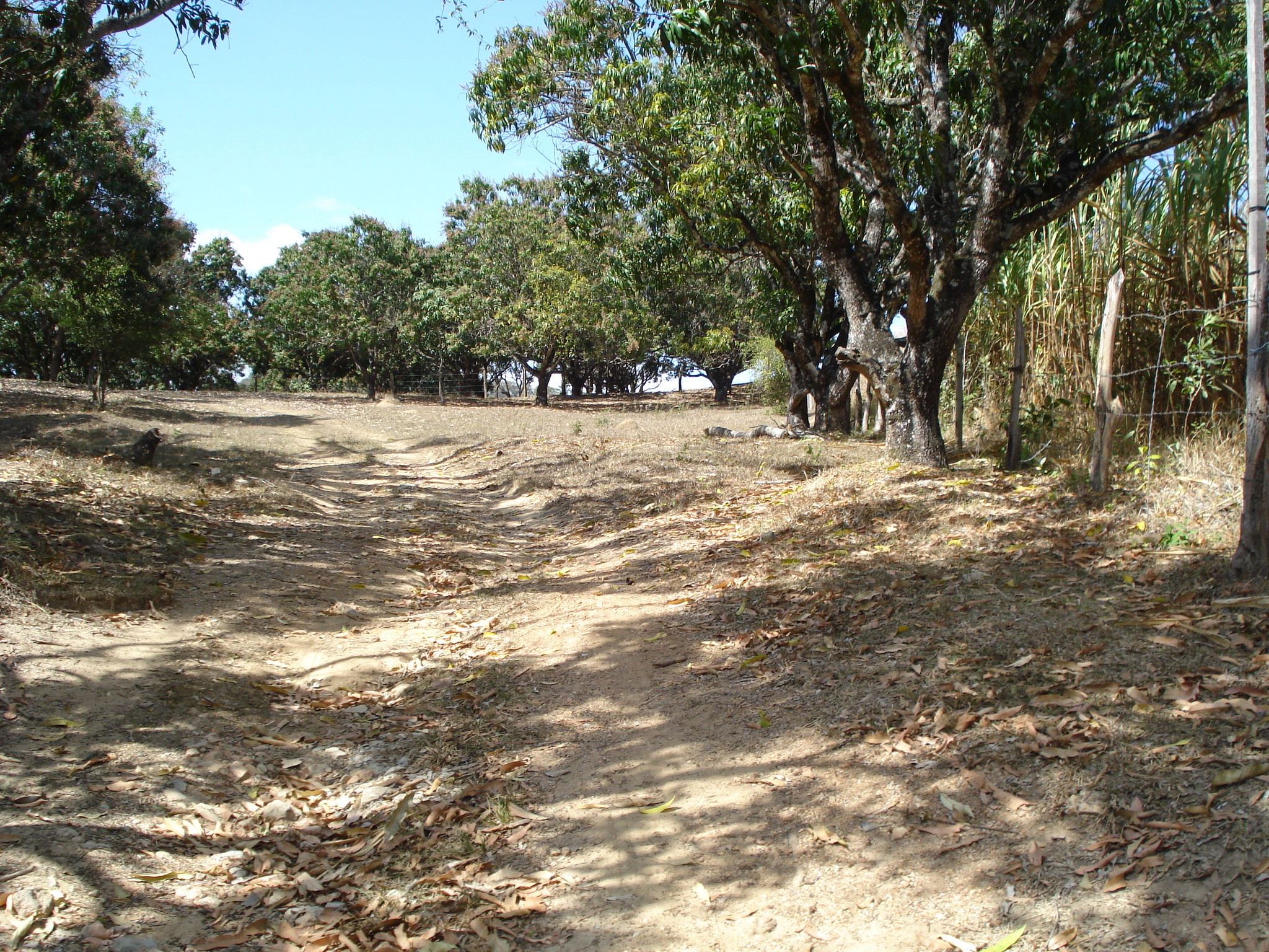 F-71 Fazenda 110ha Matozinhos MG