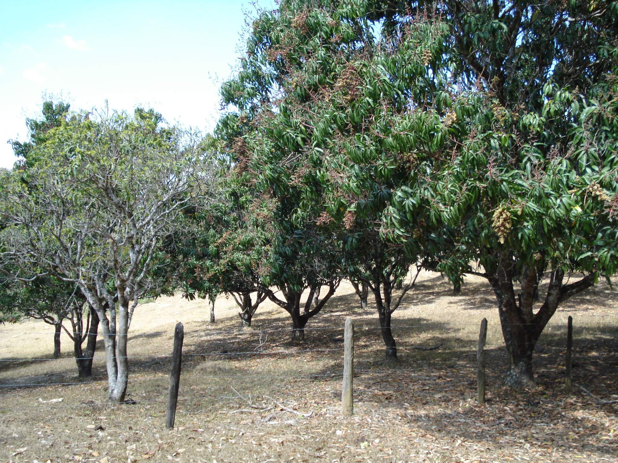 F-71 Fazenda 110ha Matozinhos MG