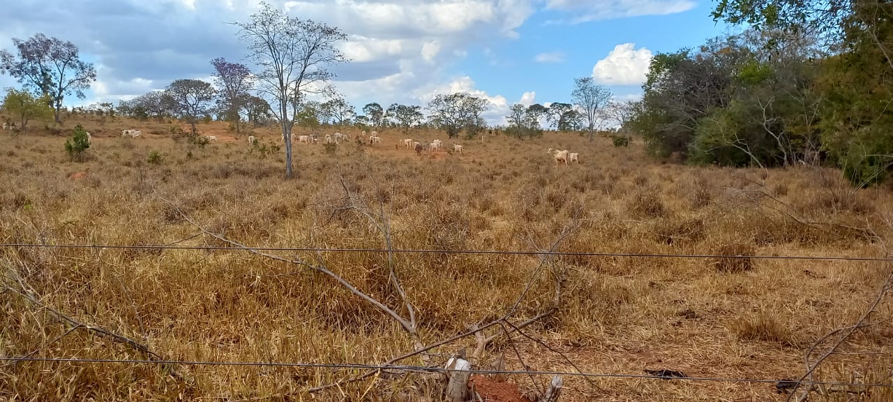 F-88 FAZENDA 75 HA FELIXLÂNDIA