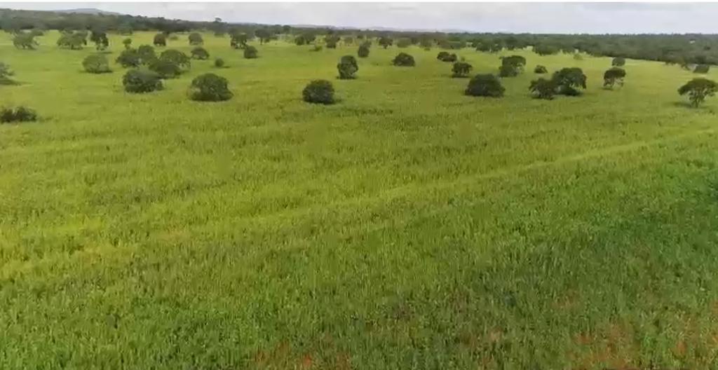 F-107 FAZENDA 308,68 HA CURVELO