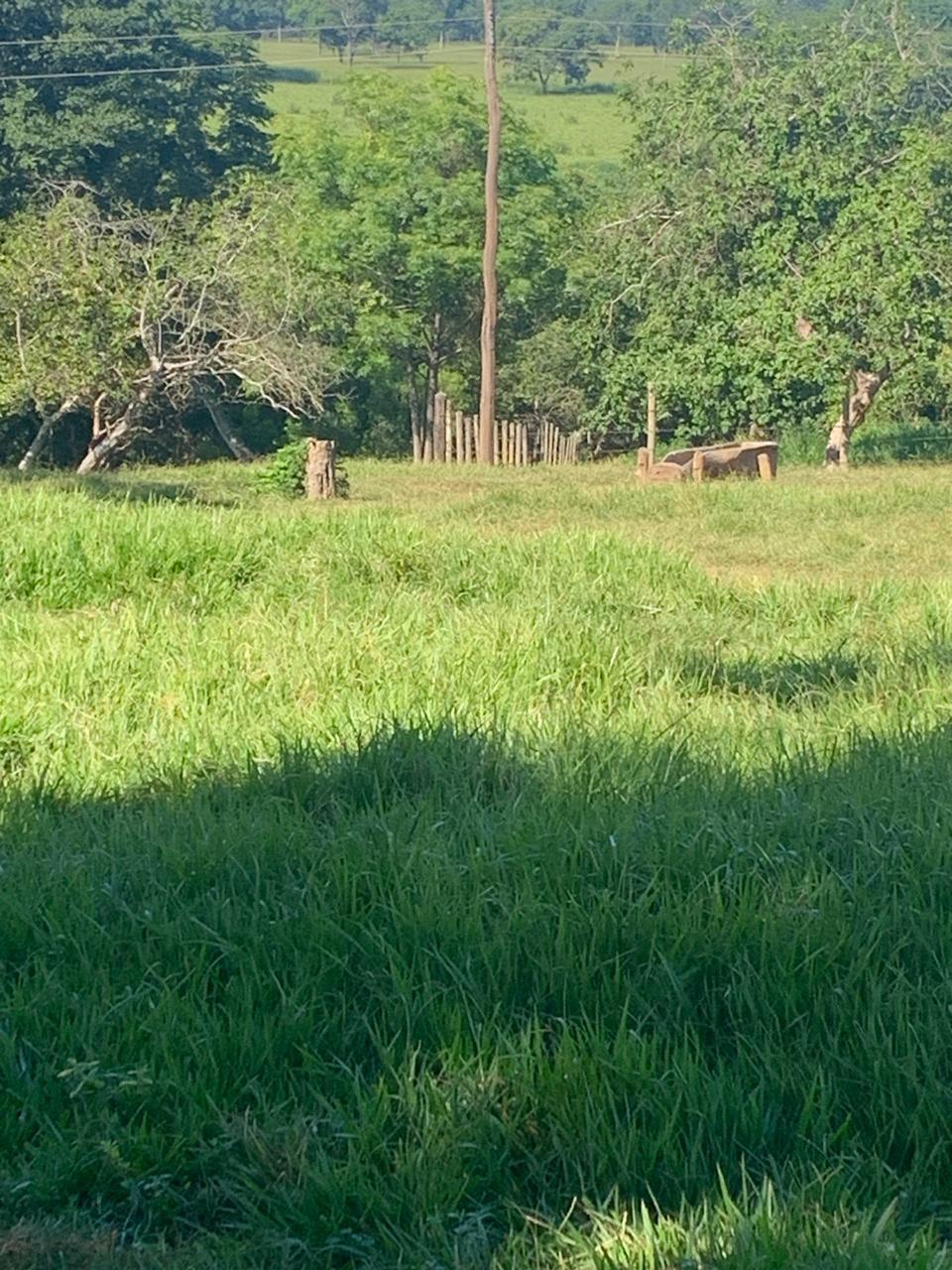 F-100 FAZENDA 65HA CURVELO MG